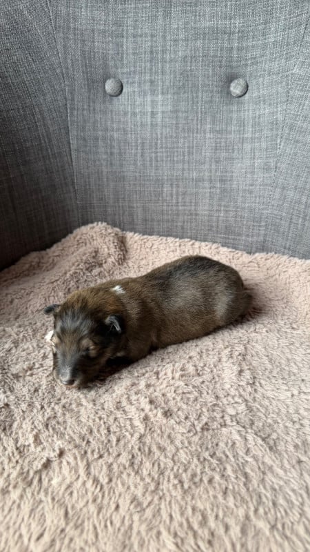 Shetland Sheepdog - du Banc des Hermelles