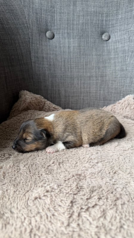 Shetland Sheepdog - du Banc des Hermelles
