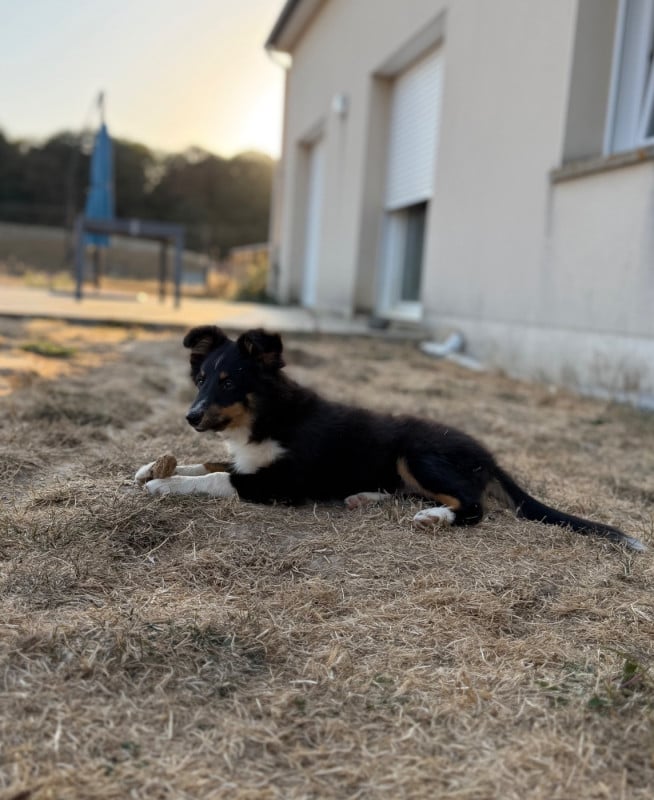 Shetland Sheepdog - du Banc des Hermelles