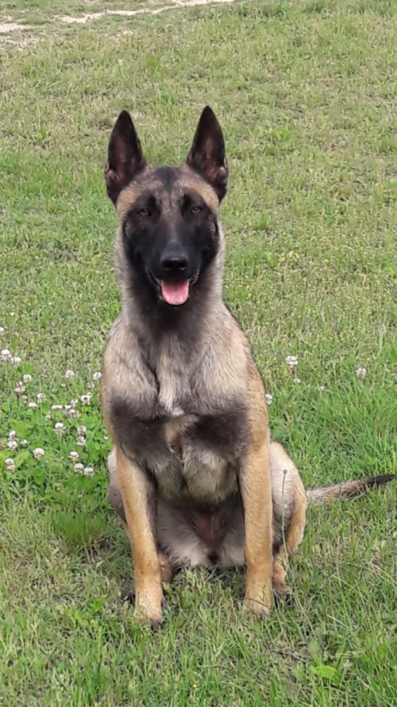 Naya des Cerberes De Caronne