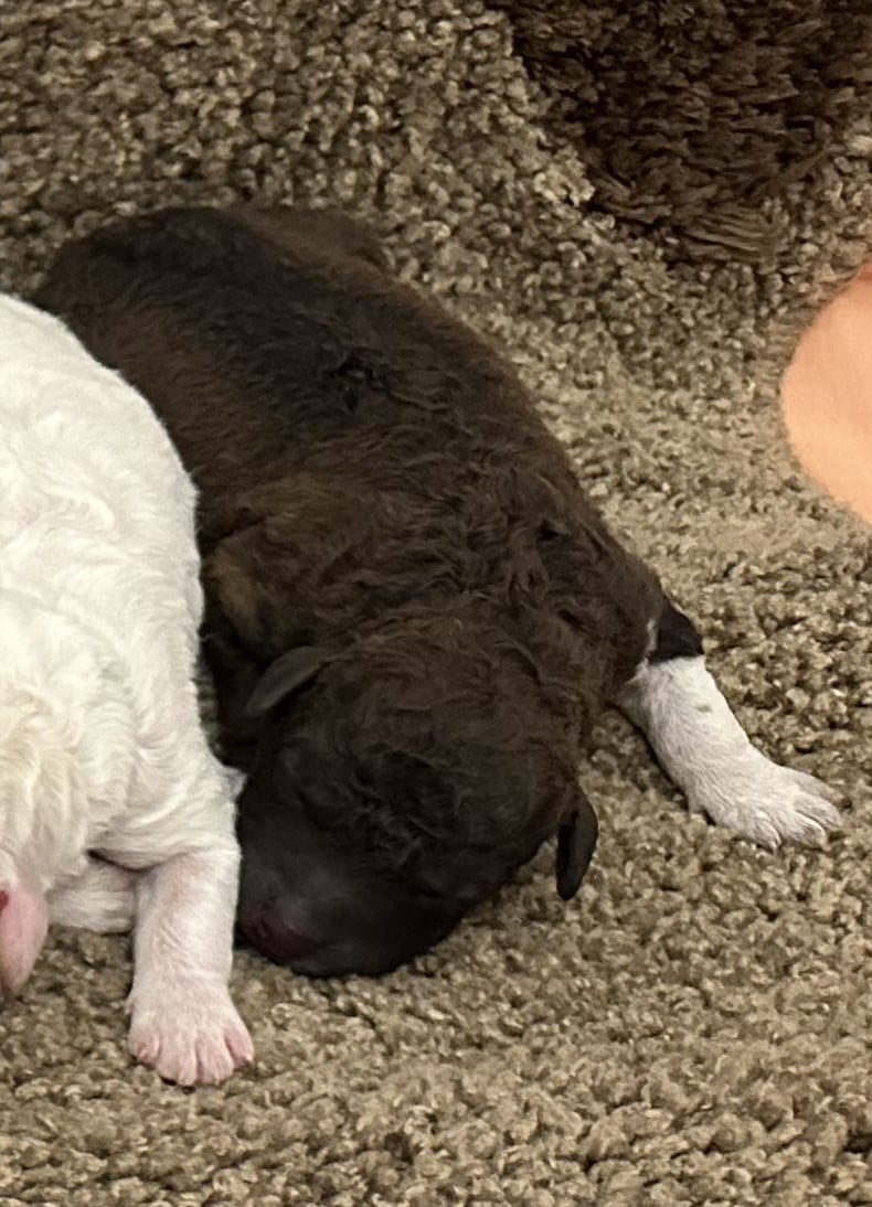 B (mâle 2) - Lagotto Romagnolo