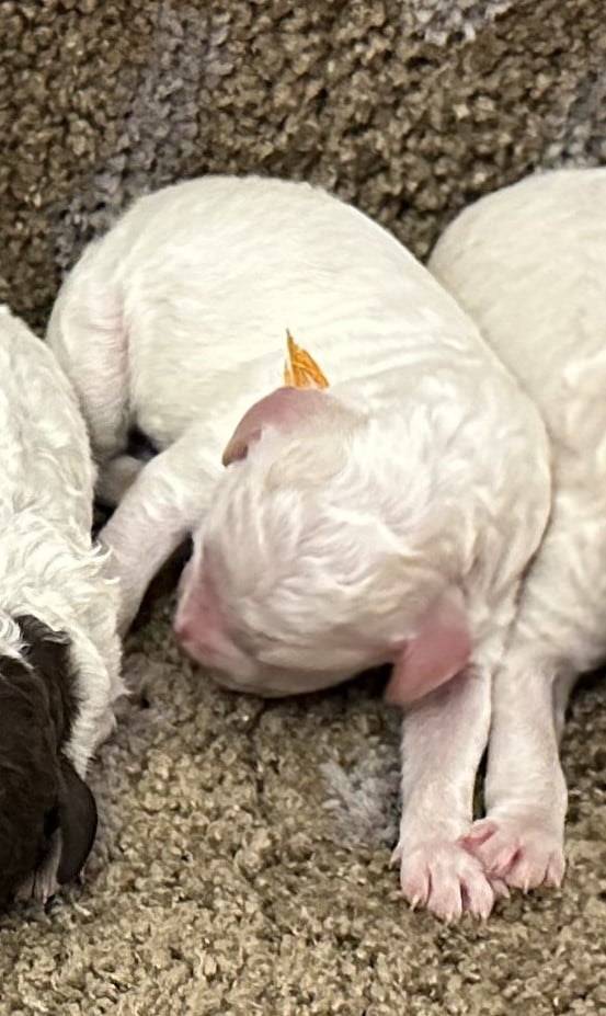 B (mâle 3) - Lagotto Romagnolo