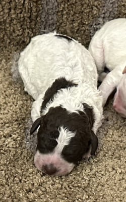 B (mâle 1) - Lagotto Romagnolo