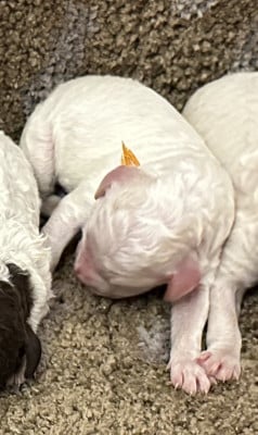 B (mâle 3) - Lagotto Romagnolo