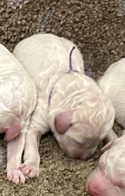 B (mâle 4) - Lagotto Romagnolo