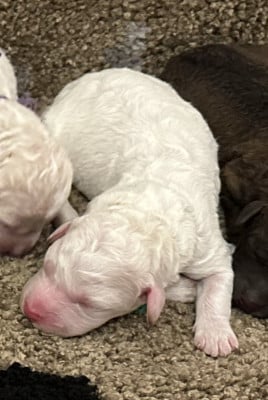 B (mâle 5) - Lagotto Romagnolo