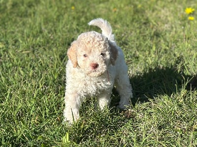 Les chiots de Lagotto Romagnolo