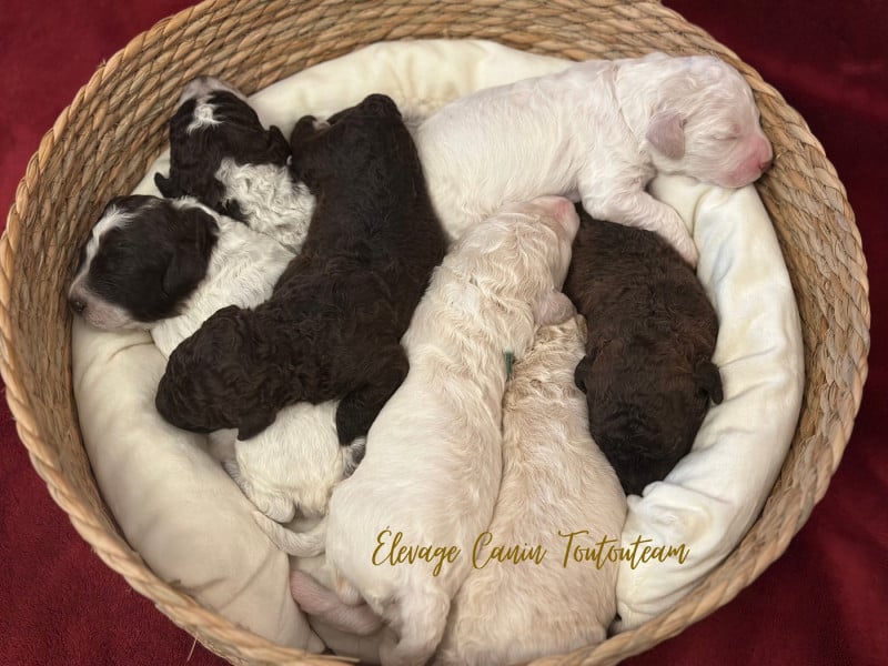 Lagotto Romagnolo - Des Collines de Boulègue