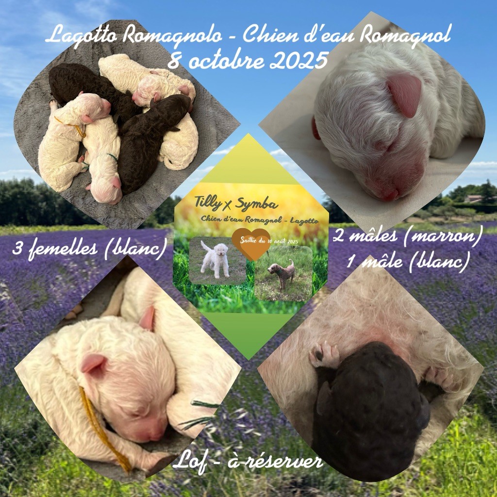 Lagotto Romagnolo - (Sans Affixe)