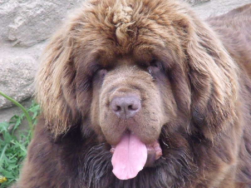 Diam's brown du domaine de la fleur des champs