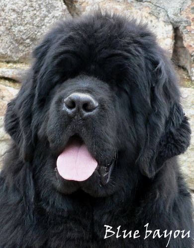 Diam's brown du domaine de la fleur des champs