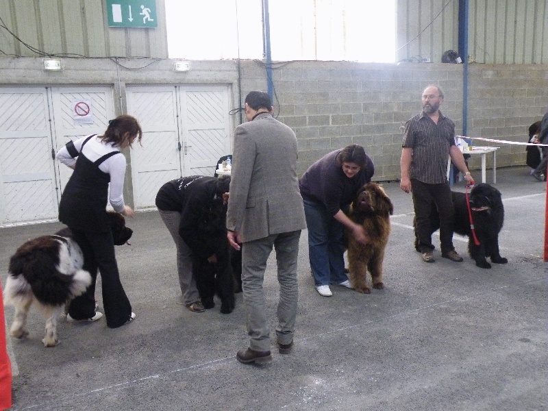 Diam's brown du domaine de la fleur des champs