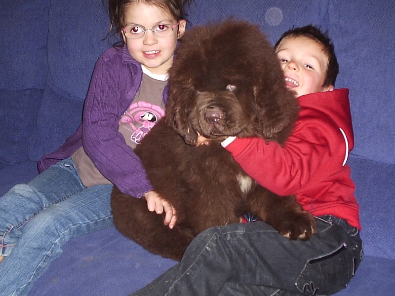 Diam's brown du domaine de la fleur des champs