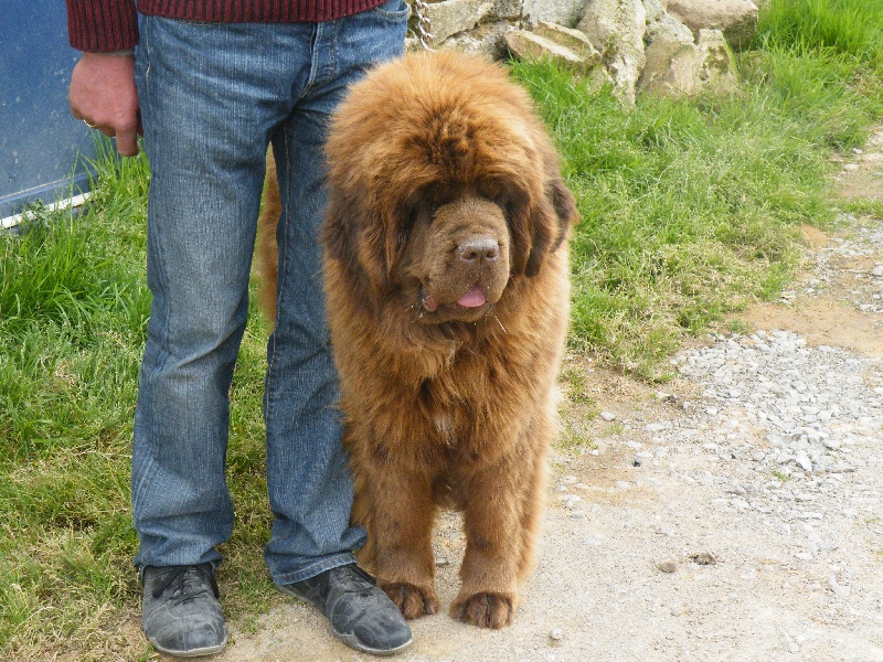 Diam's brown du domaine de la fleur des champs