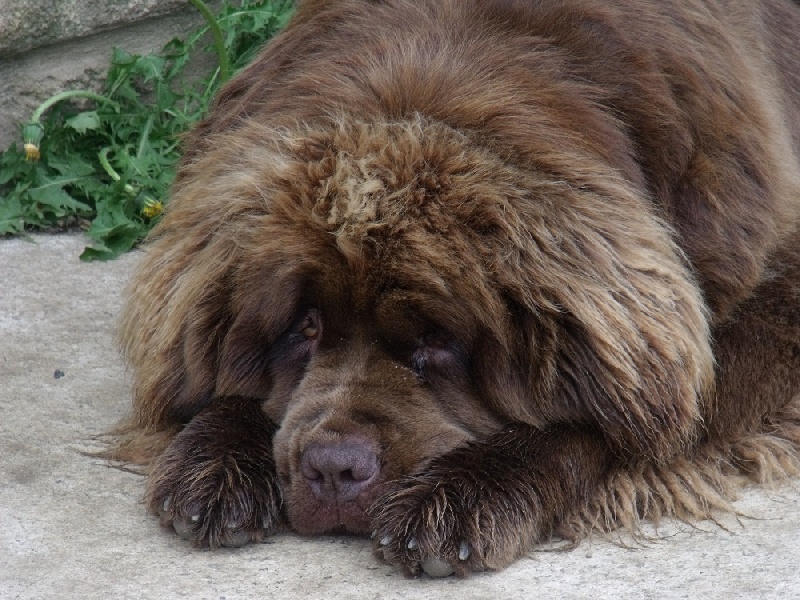 Diam's brown du domaine de la fleur des champs