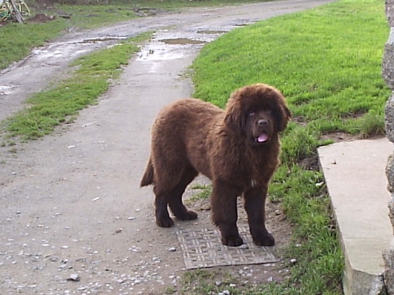 Diam's brown du domaine de la fleur des champs