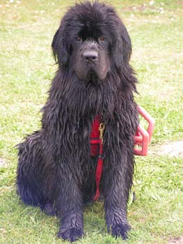 Diam's brown du domaine de la fleur des champs