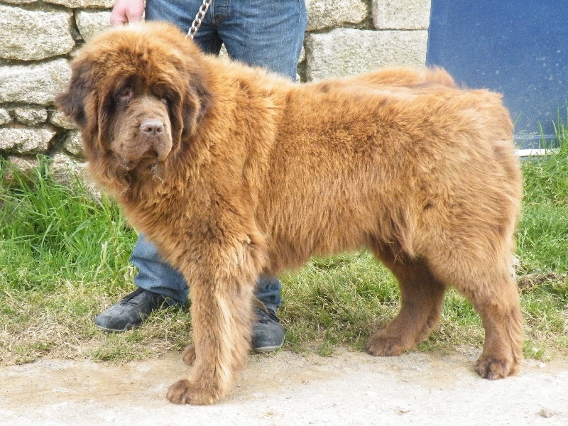 Diam's brown du domaine de la fleur des champs