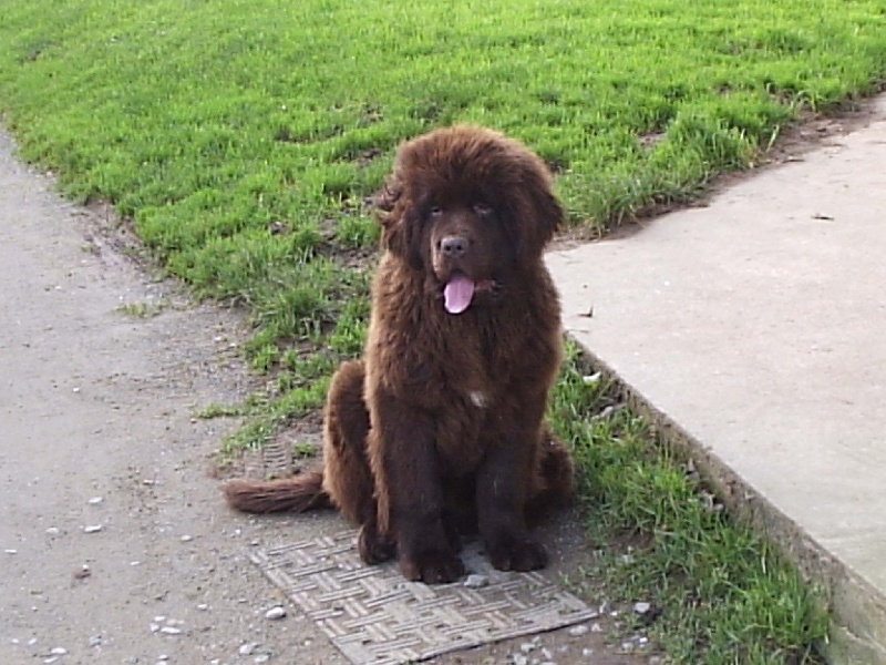 Diam's brown du domaine de la fleur des champs