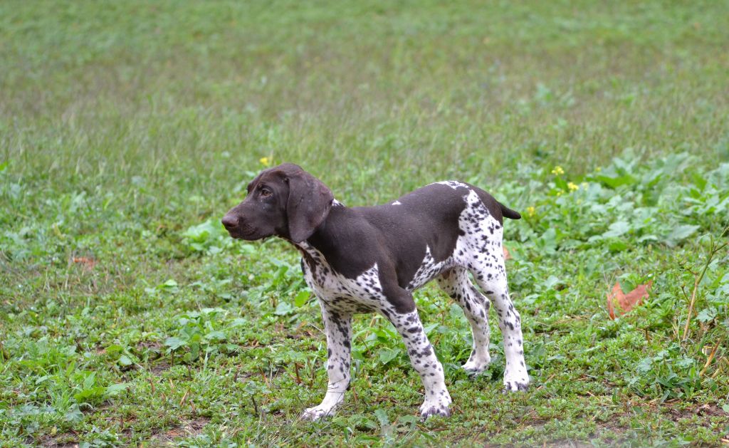 Purdey des champs de blé doré