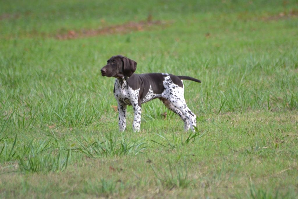 Purdey des champs de blé doré