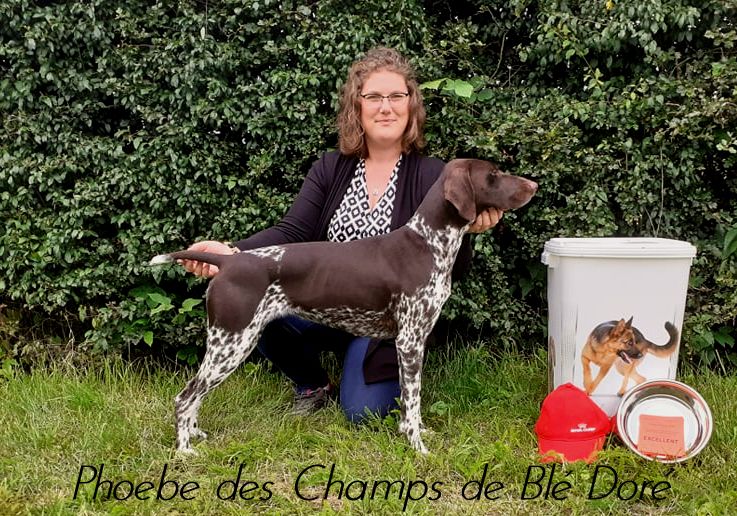 Phoebe des champs de blé doré
