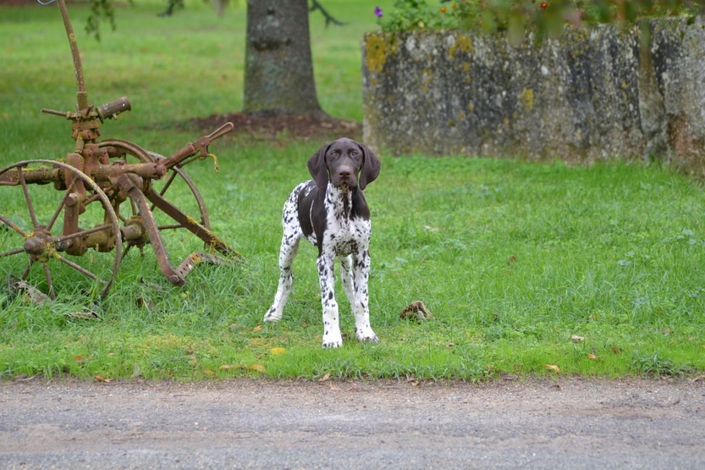 Purdey des champs de blé doré