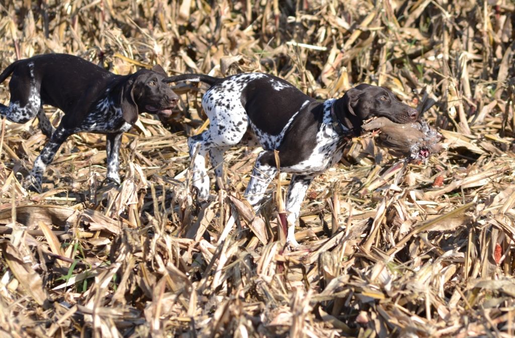 Purdey des champs de blé doré
