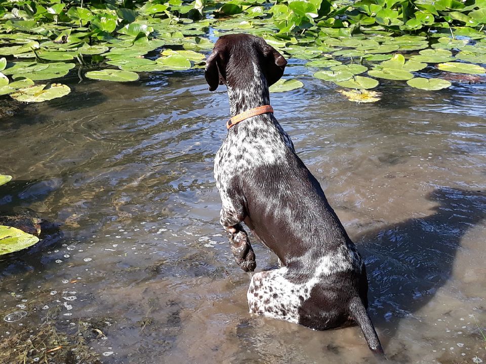 Ozzy des champs de blé doré