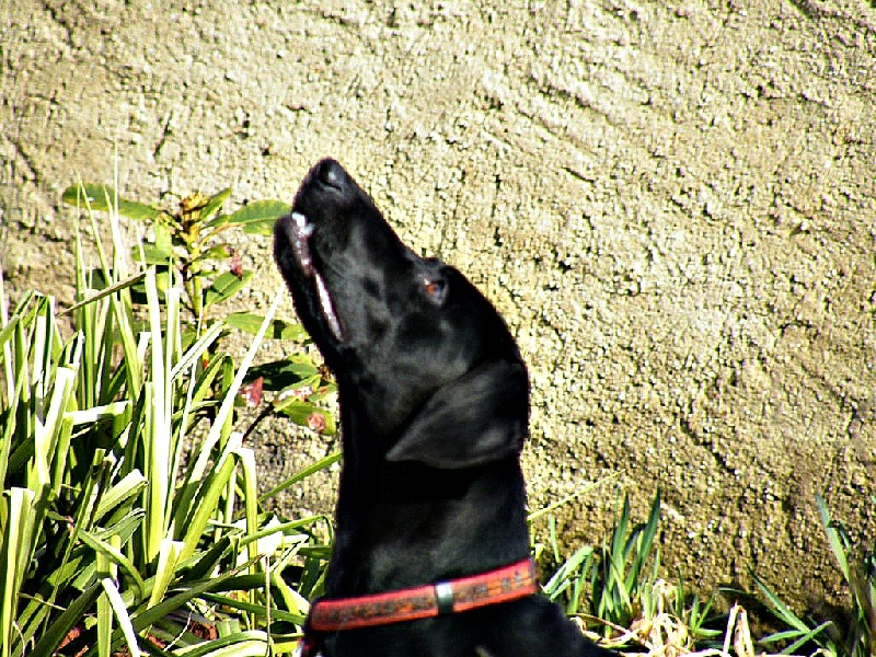 Elsa des champs de blé doré