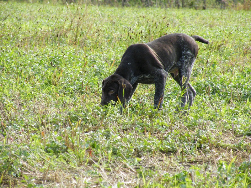 Fico des champs de blé doré