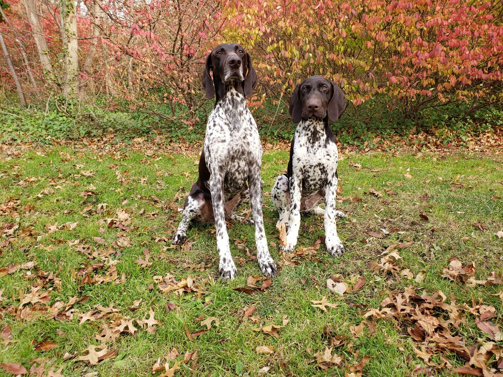 Purdey des champs de blé doré