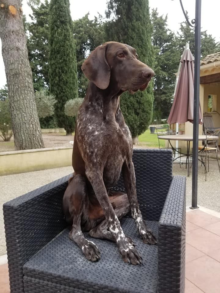 Oscar des champs de blé doré