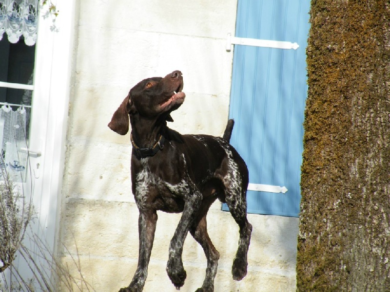 Enzo des champs de blé doré
