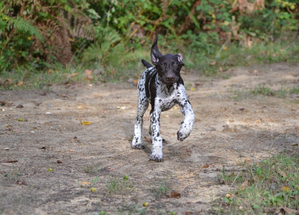 Purdey des champs de blé doré
