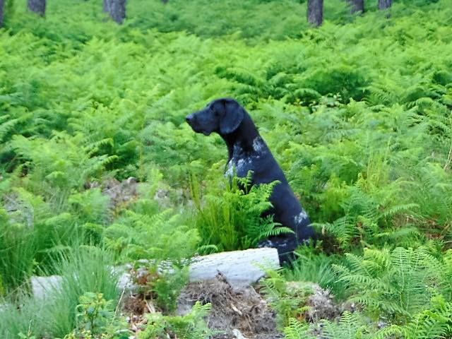 Publication : De La Vallee De L'aber Wrach