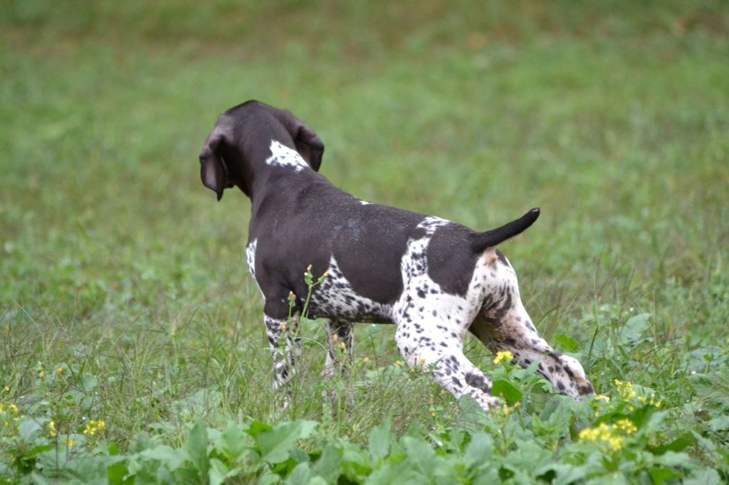 Purdey des champs de blé doré