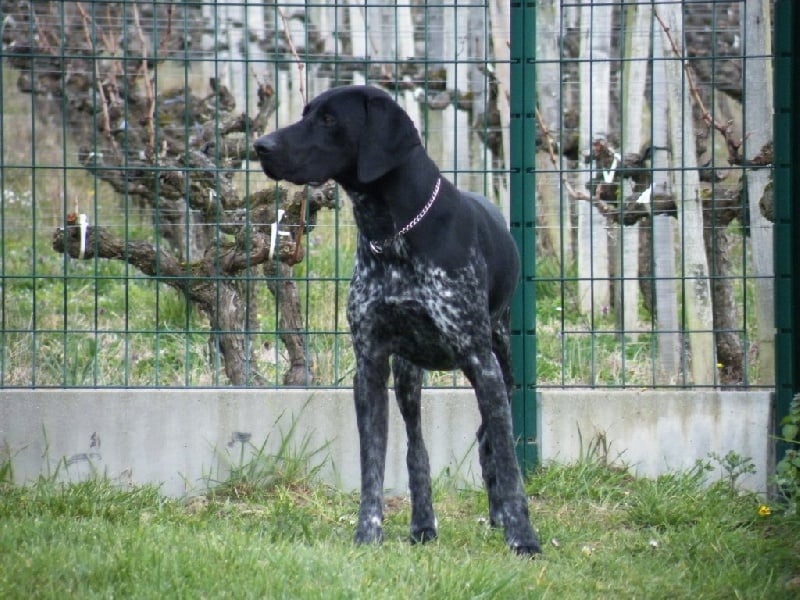 Elton des champs de blé doré