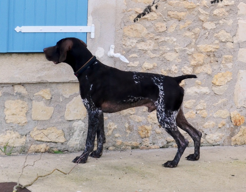 Enzo des champs de blé doré