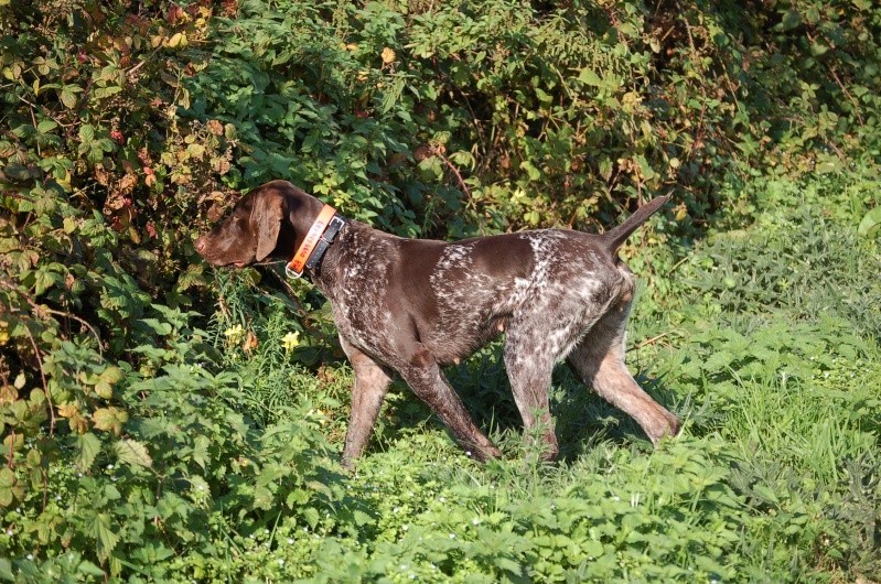 Emma des champs de blé doré