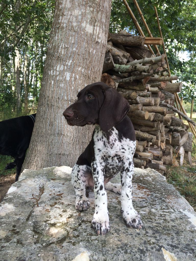 Purdey des champs de blé doré