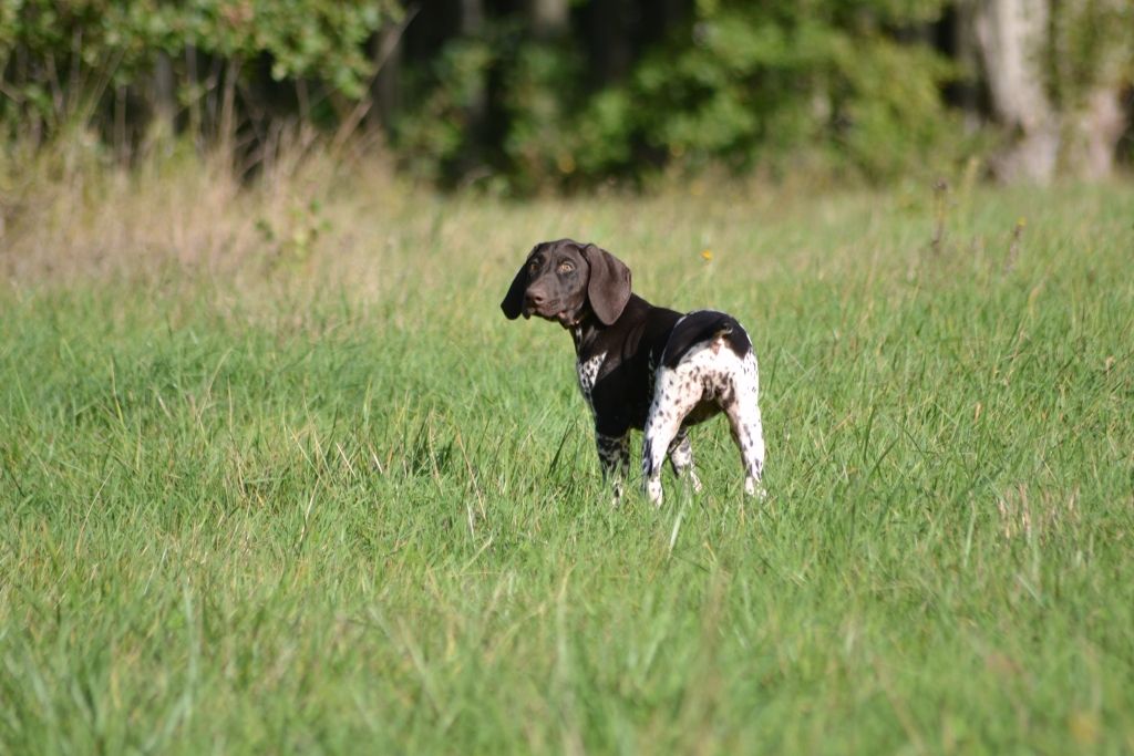 Purdey des champs de blé doré