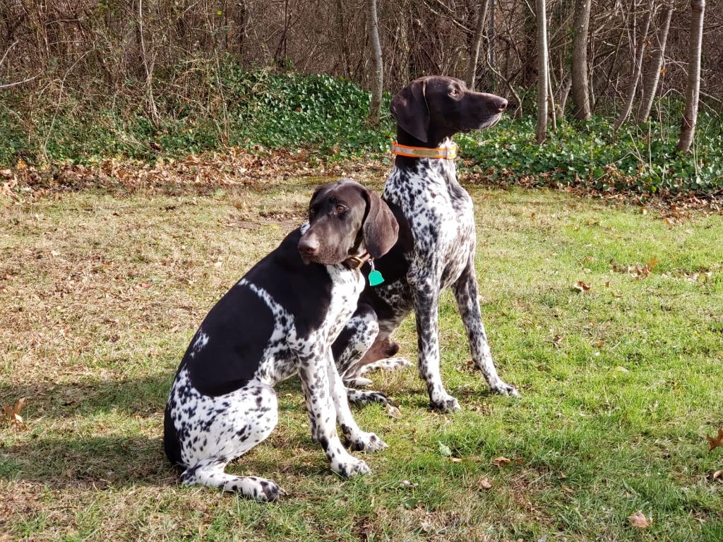 Purdey des champs de blé doré