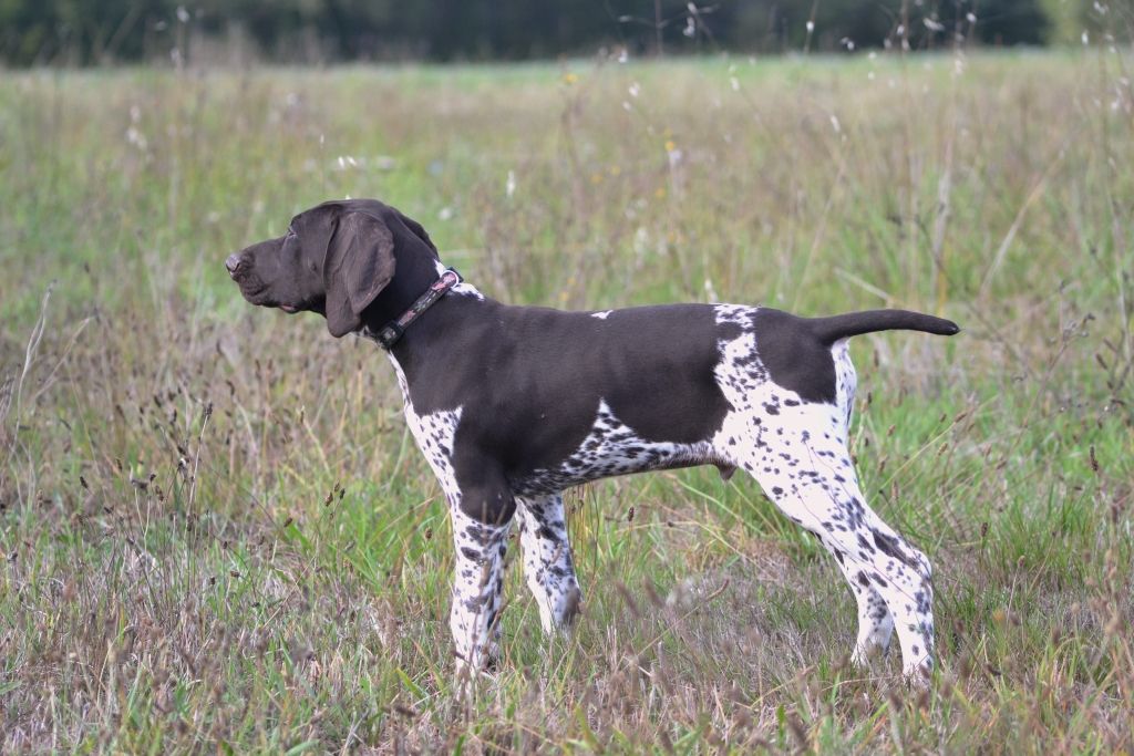 Purdey des champs de blé doré