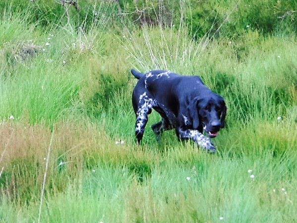 Publication : De La Vallee De L'aber Wrach