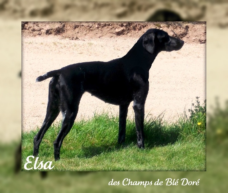 Elsa des champs de blé doré