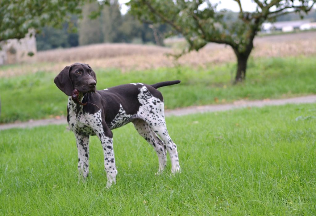 Purdey des champs de blé doré
