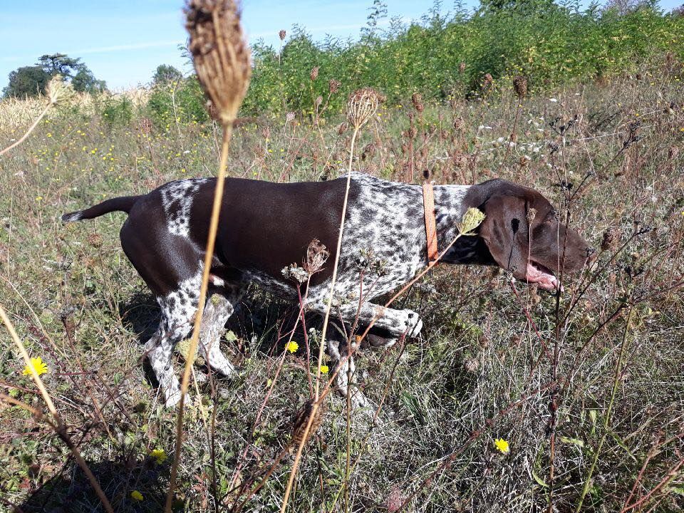 Ozzy des champs de blé doré