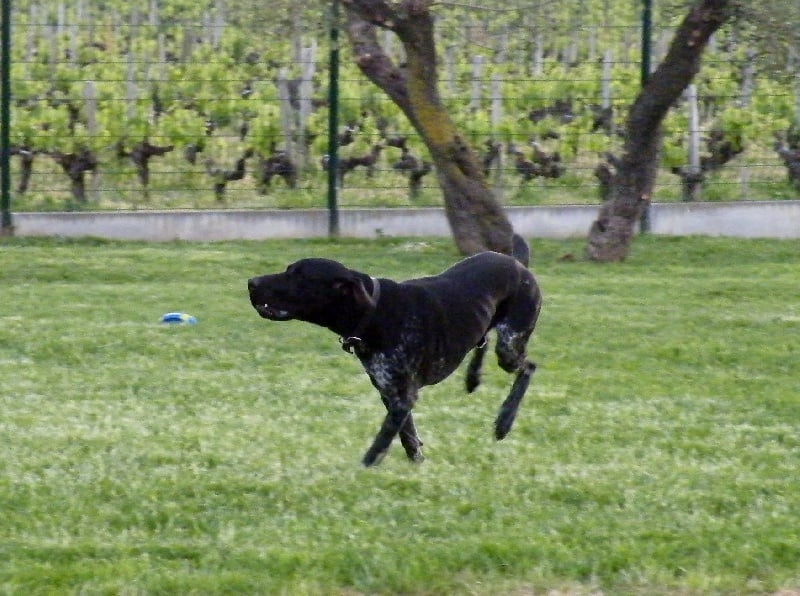 Elton des champs de blé doré