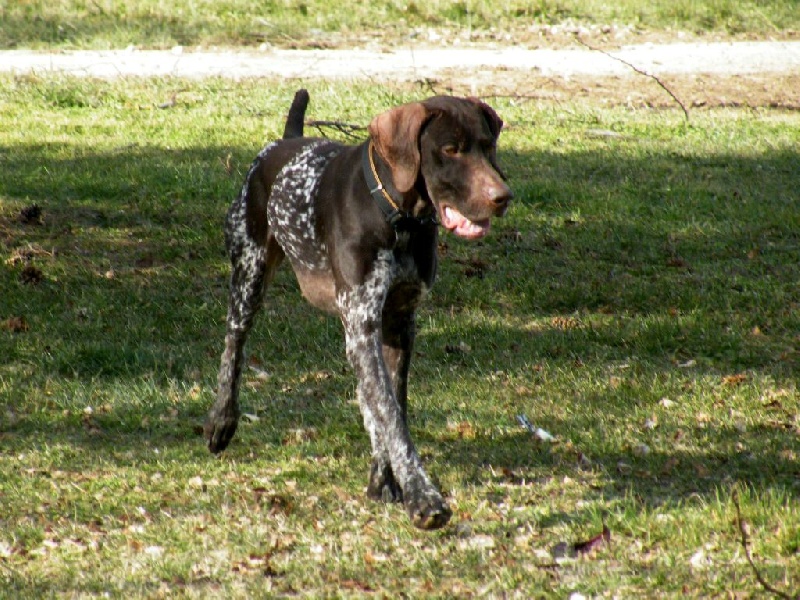 Enzo des champs de blé doré